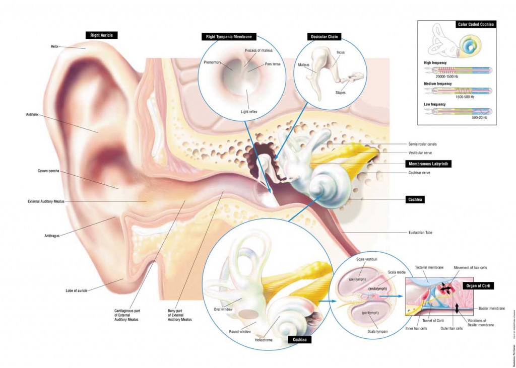 the-ear-and-how-we-hear-mackay-hearing